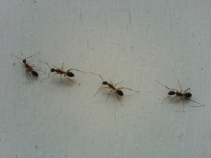Ants