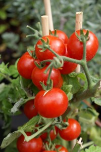 Cherry Tomatoes on Vine
